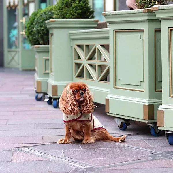 Lime Jasper Dog Coat